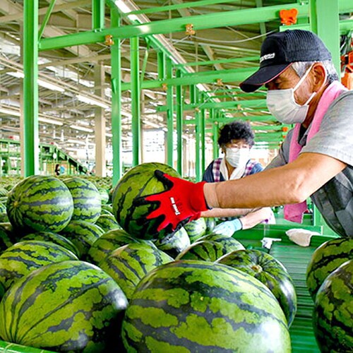 【出荷中】山形県産 JAみちのく村山 尾花沢すいか 1玉 (共撰/A品/1玉 約7kg) すいか スイカ 西瓜 ギフト 贈り物 ご家庭用 果物 フルーツ 山形 お取り寄せ_7