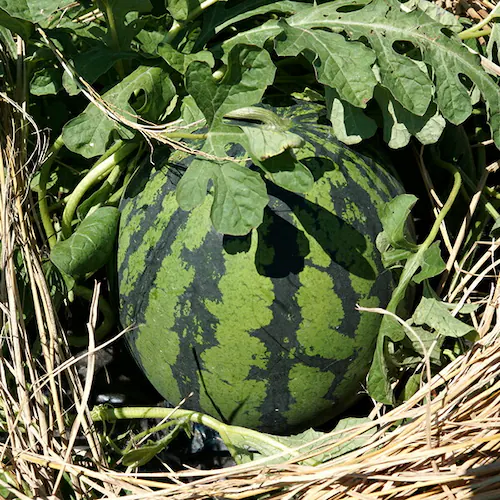 【出荷中】山形県産 尾花沢すいか 1玉 (秀品/1玉 約6kg×1玉) すいか スイカ 西瓜 夏ギフト 残暑見舞い ギフト 贈り物 ご家庭用 果物 フルーツ 山形 お取り寄せ_5
