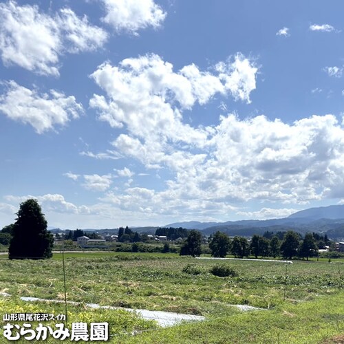【販売終了】山形県産 スイカ ブラックジャック 1玉 (秀品/1玉 約6kg×1玉) むらかみ農園 すいか ギフト 贈り物 お取り寄せ_5