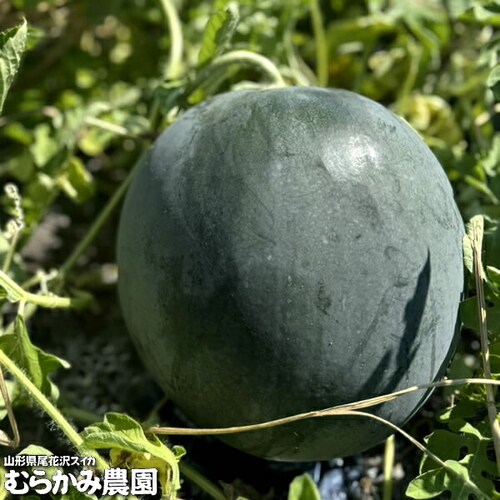【販売終了】山形県産 スイカ ブラックジャック 1玉 (秀品/1玉 約6kg×1玉) むらかみ農園 すいか ギフト 贈り物 お取り寄せ_6
