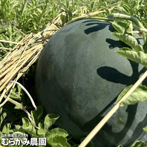 【販売終了】山形県産 スイカ ブラックジャック 1玉 (秀品/1玉 約6kg×1玉) むらかみ農園 すいか ギフト 贈り物 お取り寄せ_7