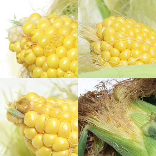 【予約順に順次出荷中】生産者さん応援! 北海道産 ご家庭用 とうもろこし 10本入り (訳あり/冷蔵便)北海道 南幌町明るい農村ネットワーク 自宅用 おうち用 野菜 お取り寄せ_3