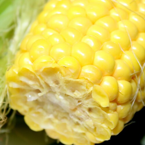 【予約順に順次出荷中】生産者さん応援! 北海道産 ご家庭用 とうもろこし 10本入り (訳あり/冷蔵便)北海道 南幌町明るい農村ネットワーク 自宅用 おうち用 野菜 お取り寄せ_4