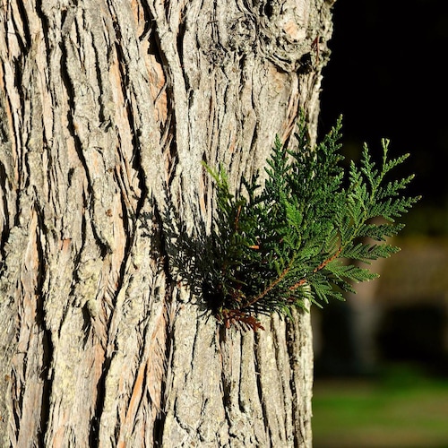 �؂ɓh�� �I�C�� 300ml �ʔ� ���{�� �؍� �؍ޗp �G�b�Z���V�����I�C�� �ׂ����Ȃ� �V�R���� woodfood �E�b�h�t�[�h �E�b�h�P�A�I�C�� ���Y �ؐ��i�p �Ƌ�p �|���i �H�� ��������_3