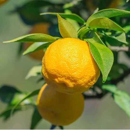 �؂ɓh�� �I�C�� 300ml �ʔ� ���{�� �؍� �؍ޗp �G�b�Z���V�����I�C�� �ׂ����Ȃ� �V�R���� woodfood �E�b�h�t�[�h �E�b�h�P�A�I�C�� ���Y �ؐ��i�p �Ƌ�p �|���i �H�� ��������_5