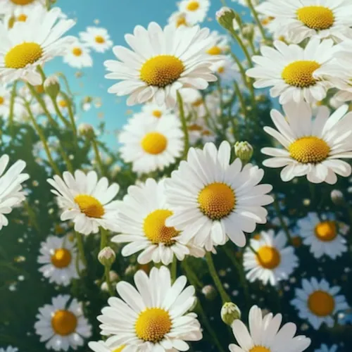 �؂ɓh�� �I�C�� 300ml �ʔ� ���{�� �؍� �؍ޗp �G�b�Z���V�����I�C�� �ׂ����Ȃ� �V�R���� woodfood �E�b�h�t�[�h �E�b�h�P�A�I�C�� ���Y �ؐ��i�p �Ƌ�p �|���i �H�� ��������_7