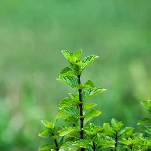 �؍� ���b�N�X 120ml �ʔ� ���{�� �؍ޗp �؂ɓh�� �\�t�g���b�N�X �G�b�Z���V�����I�C�� ���X���b�N�X �݂낤 woodfood �E�b�h�t�[�h �E�b�h�P�A���b�N�X ���Y �ؐ��i �|���i �Ƌ�_8