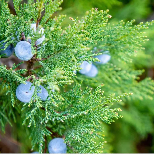 木製品 手入れ セット 通販 日本製 木材 ワックス 木に塗る オイル ヒノキの香り 竹繊維のクロス woodfood ウッドフード ウッドケアワックス ウッドケアオイル 国産 竹製品 家具用 食器 _7