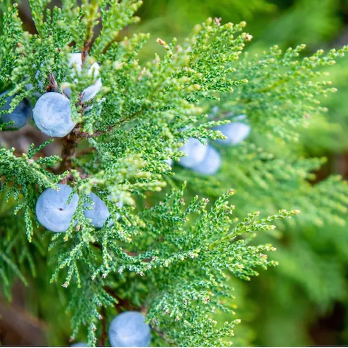 木製品 手入れ セット 通販 日本製 木材 ワックス 木に塗る オイル 無香料 竹繊維のクロス woodfood ウッドフード ウッドケアワックス ウッドケアオイル 国産 木製品用 竹製品 家具用 食_2