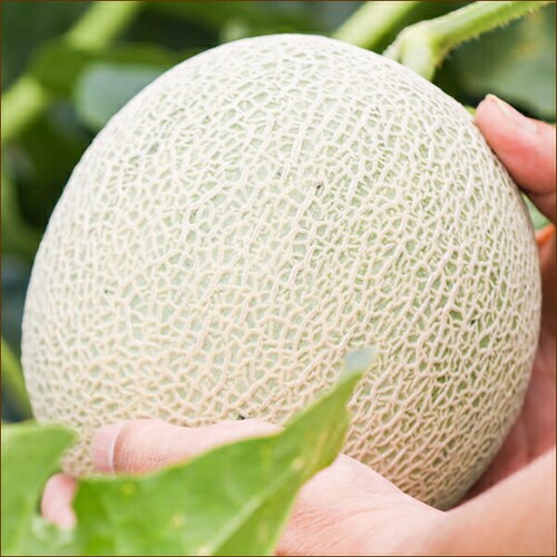 【予約】北海道 新夕張レッド 2玉入り (1玉 1.5kg/R113系/冷蔵便) メロン 赤肉メロン 夏ギフト 暑中見舞い 残暑見舞い ギフト 贈り物 ご家庭用 果物 フルーツ 北海道 お取り寄せ_3