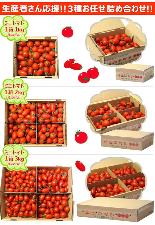 【出荷中】北海道 南幌町産 ミニトマト 3種 詰め合わせ 1kg (おまかせ/冷蔵便) 南幌町明るい農村ネットワーク 野菜 お取り寄せ_7