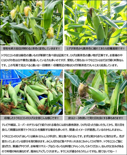 【予約順に順次出荷中】とうもろこし ピュアホワイトSP 6本 (冷蔵便) 北海道産 南幌町明るい農村ネットワーク 北海道 グルメ お取り寄せ_7
