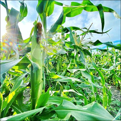 【予約順に順次出荷中】とうもろこし あまいんです 6本 (黄/冷蔵便) 北海道産 南幌町明るい農村ネットワーク 北海道 グルメ お取り寄せ_4