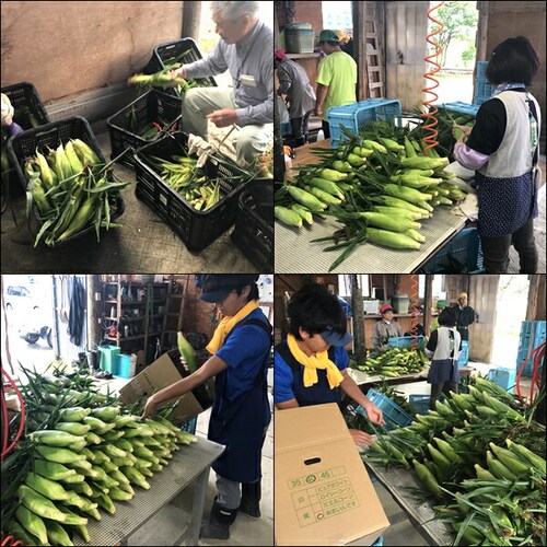【予約順に順次出荷中】とうもろこし あまいんです 6本 (黄/冷蔵便) 北海道産 南幌町明るい農村ネットワーク 北海道 グルメ お取り寄せ_6