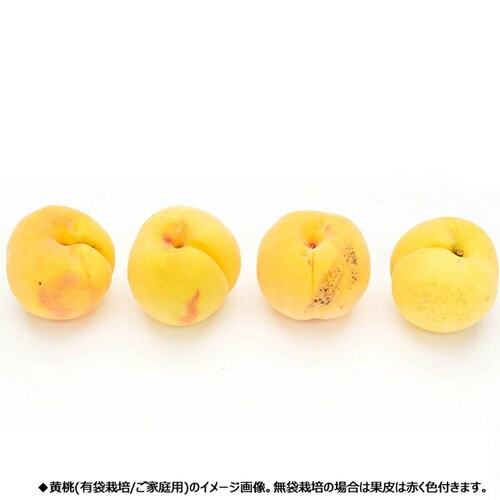 【予約】山形県産 ご家庭用 黄桃 2kg (有袋栽培/6玉〜9玉入り/クール冷蔵) もも モモ 桃 訳あり ご自宅用【代引き不可】_3