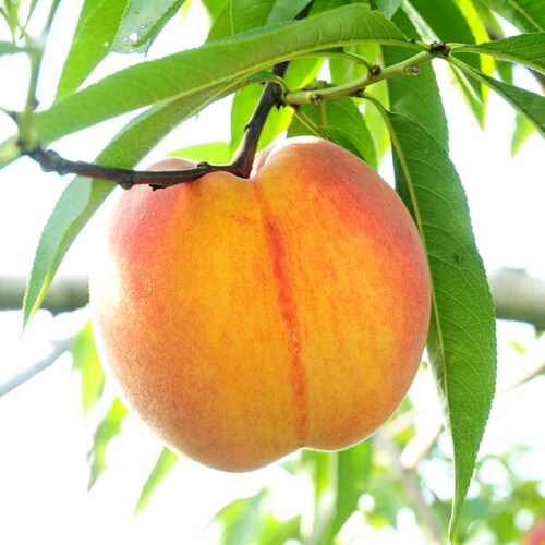 【予約】山形県産 ご家庭用 黄桃 2kg (有袋栽培/6玉〜9玉入り/クール冷蔵) もも モモ 桃 訳あり ご自宅用【代引き不可】_7