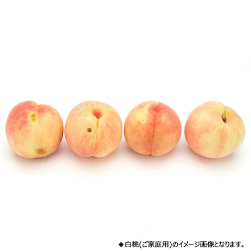 【予約】山形県産 ご家庭用 白桃 2kg (柔らかめ/6玉〜9玉入り/クール冷蔵) 桃 訳あり ご家庭用 お取り寄せ_4