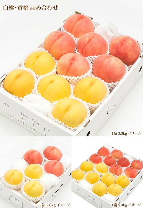 【出荷中】山形県産 白桃・黄桃 詰め合わせ 2kg (秀品/5玉〜8玉入り/クール冷蔵) もも 桃 残暑見舞い ギフト 贈り物 山形 果物 フルーツ お取り寄せ_6