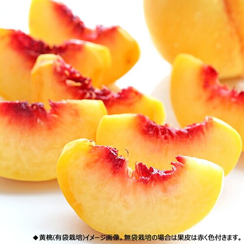 【出荷中】山形県産 黄桃 2kg (有袋栽培/秀品/5玉〜8玉入り/クール冷蔵) もも 桃 残暑見舞い ギフト 贈り物 山形 果物 フルーツ お取り寄せ_1