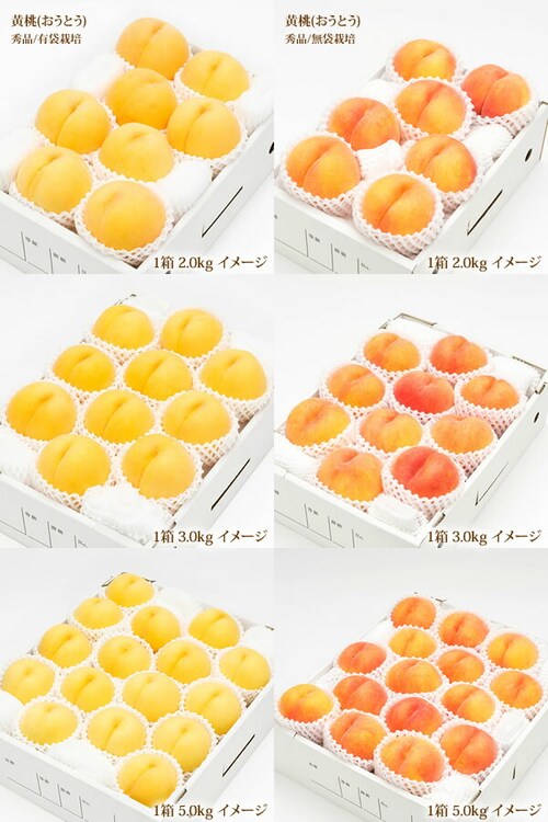 【出荷中】山形県産 黄桃 2kg (有袋栽培/秀品/5玉〜8玉入り/クール冷蔵) もも 桃 残暑見舞い ギフト 贈り物 山形 果物 フルーツ お取り寄せ_6