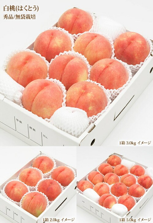 【予約】山形県産 白桃 2kg (秀品/柔らかめ/5玉〜8玉入り/クール冷蔵) もも 桃 ギフト 贈り物 お取り寄せ_7
