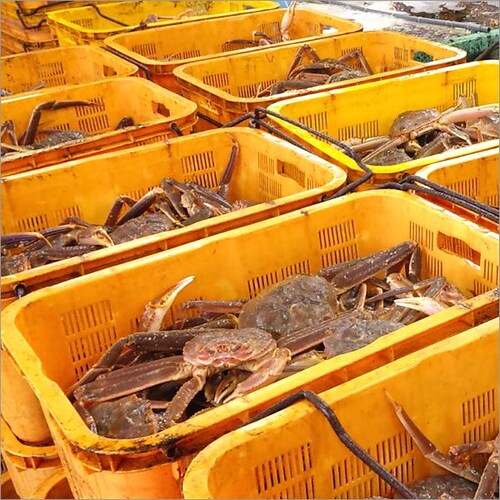 �J�j �Y���C�K�j 780g�~1�� (�p/�{�C���Ⓚ) ���킢�I �C�N �M�t�g ���蕨 ���ƒ�p ���� �I �����񂹁y������s�z_6