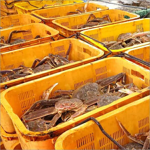 カニ ズワイガニ 580g×1尾 (姿/ボイル冷凍) ずわい蟹 海鮮 ギフト 贈り物 ご家庭用 かに 蟹 お取り寄せ【代引き不可】_6