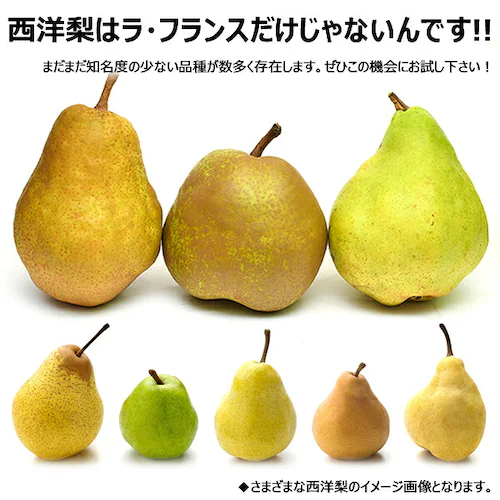 【出荷中】山形県産 西洋梨 マルゲリット・マリーラ 2kg (秀品/4玉〜8玉入り) 洋梨 ギフト 贈り物 贈答 ご家庭用 果物 フルーツ 山形県 お取り寄せ_2
