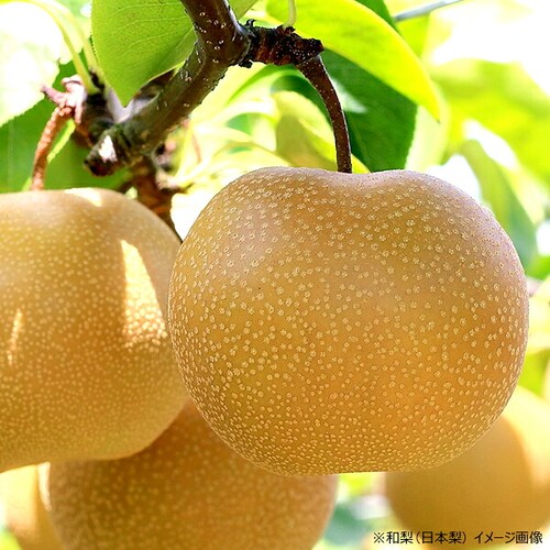 【出荷中】山形県産 和梨 幸水・豊水・あきづき 2kg (秀品/4玉〜8玉入り) 梨 ギフト 贈り物 残暑見舞い ご家庭用 山形 果物 お取り寄せ_16