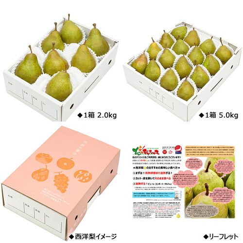 【予約】山形県産 西洋梨 オーロラ 2kg (秀品/6玉〜9玉入り) 洋梨 ギフト 贈り物 贈答 お取り寄せ_5