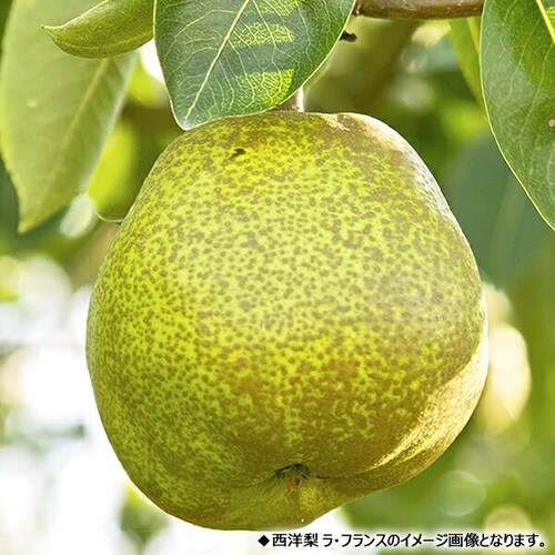【予約】山形県産 西洋梨 オーロラ 2kg (秀品/6玉〜9玉入り) 洋梨 ギフト 贈り物 贈答 お取り寄せ_10