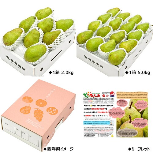 【出荷中】山形県産 西洋梨 バラード 2kg (秀品/4玉〜8玉入り) 洋梨 ギフト 贈り物 贈答 お祝い 自宅用 ご家庭用 果物 フルーツ 山形県 お取り寄せ_5