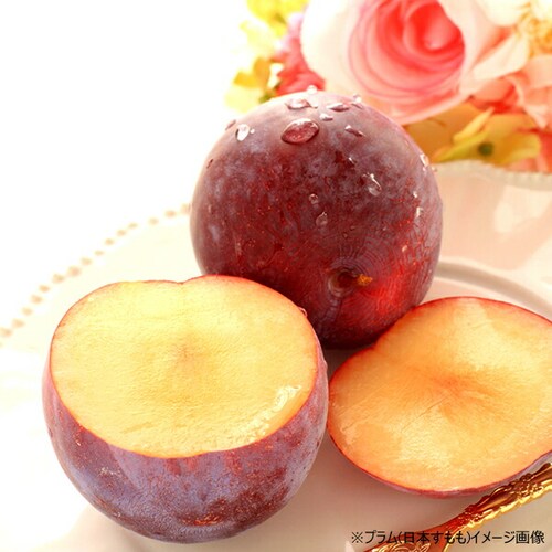 【出荷中】山形県産 プラム 太陽 1.2kg (秀品/10玉〜12玉入り/クール冷蔵) プラム すもも スモモ ギフト 贈り物 ご家庭用 果物 フルーツ 山形 お取り寄せ_4