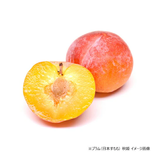【出荷中】山形県産 プラム 太陽 1.2kg (秀品/10玉〜12玉入り/クール冷蔵) プラム すもも スモモ ギフト 贈り物 ご家庭用 果物 フルーツ 山形 お取り寄せ_13