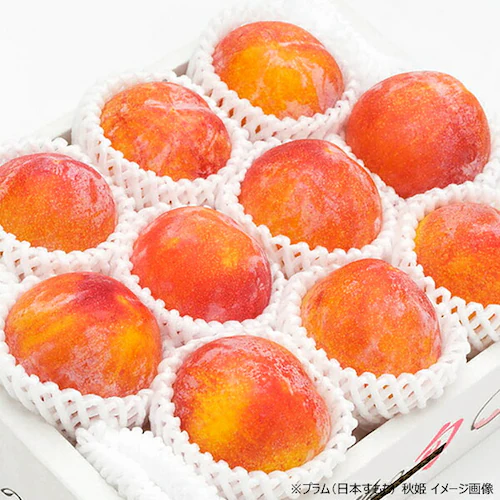 【出荷中】山形県産 プラム 太陽 1.2kg (秀品/10玉〜12玉入り/クール冷蔵) プラム すもも スモモ ギフト 贈り物 ご家庭用 果物 フルーツ 山形 お取り寄せ_14