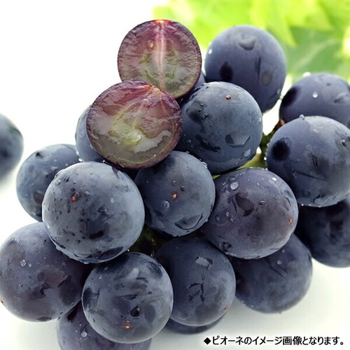 【予約】山形県産 ぶどう ピオーネ 1房 (秀品/700g) ブドウ 葡萄 敬老の日ギフト 贈り物 お取り寄せ_2