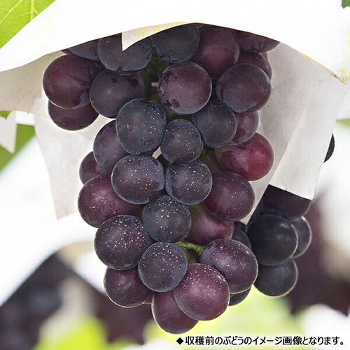 【予約】山形県産 ぶどう ピオーネ 1房 (秀品/700g) ブドウ 葡萄 敬老の日ギフト 贈り物 お取り寄せ_3