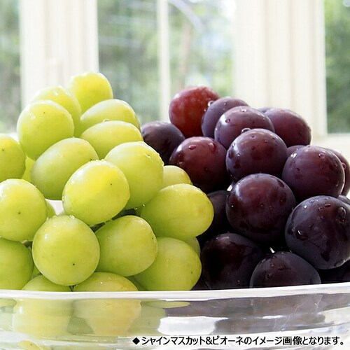 【予約】山形県産 ぶどう ピオーネ 1房 (秀品/700g) ブドウ 葡萄 敬老の日ギフト 贈り物 お取り寄せ_5