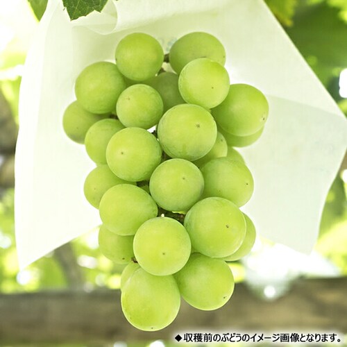 【予約】山形県産 ぶどう シャイン&ピオーネ 2房 (秀品/各600g×1) ブドウ ギフト 贈り物 お取り寄せ_3