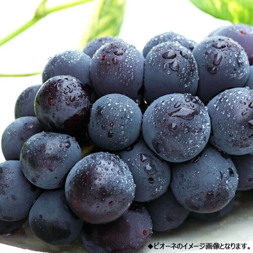 【予約】山形県産 ぶどう シャイン&ピオーネ 2房 (秀品/各600g×1) ブドウ ギフト 贈り物 お取り寄せ_4