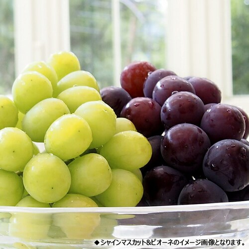 【予約】山形県産 ぶどう シャイン&ピオーネ 2房 (秀品/各600g×1) ブドウ ギフト 贈り物 お取り寄せ_6