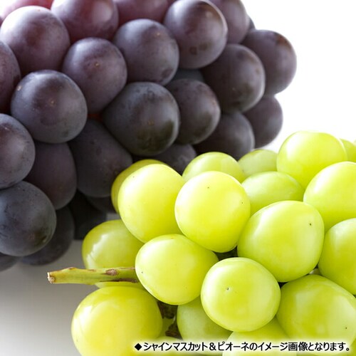 【予約】山形県産 ぶどう シャイン&ピオーネ 2房 (秀品/各600g×1) ブドウ ギフト 贈り物 お取り寄せ_7