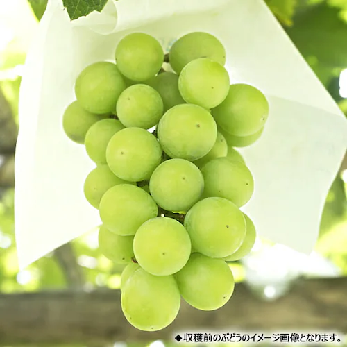 【予約】山形県産 ぶどう シャインマスカット 1房 (秀品/600g×1房) 葡萄 ブドウ ギフト 贈り物 お取り寄せ_4