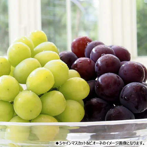 【予約】山形県産 ぶどう シャインマスカット 1房 (秀品/600g×1房) 葡萄 ブドウ ギフト 贈り物 お取り寄せ_6
