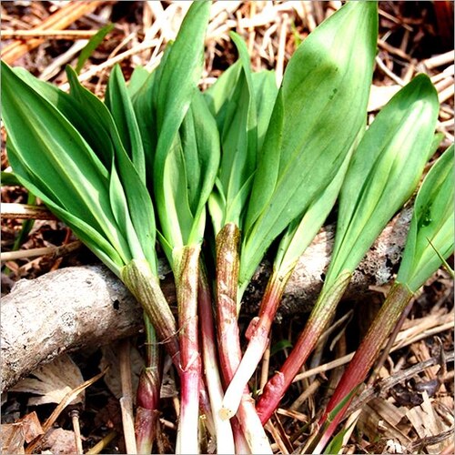 �y�o�ג��z�k�C���Y �R�� ���ƒ�p �s�҂ɂ�ɂ� 500g (�H�p) �󂠂� �V�R �s�҃j���j�N �k�C�� ������_3