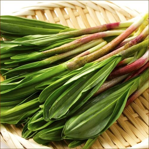 【出荷中】北海道産 山菜 行者にんにく 500g (食用) 天然 希少 行者ニンニク キトビロ 北海道 お取り寄せ_1