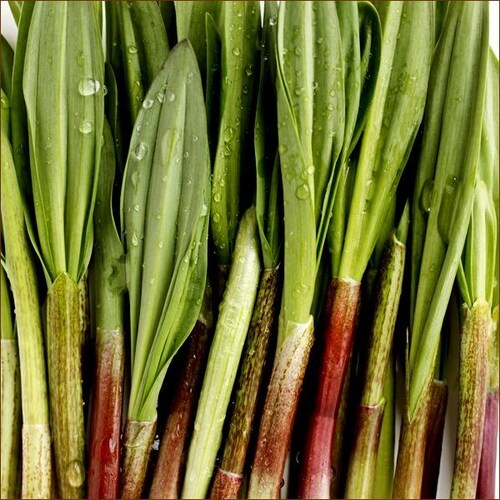 【出荷中】北海道産 山菜 行者にんにく 500g (食用) 天然 希少 行者ニンニク キトビロ 北海道 お取り寄せ_2