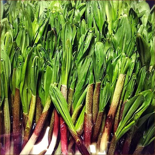 【出荷中】北海道産 山菜 行者にんにく 500g (食用) 天然 希少 行者ニンニク キトビロ 北海道 お取り寄せ_3