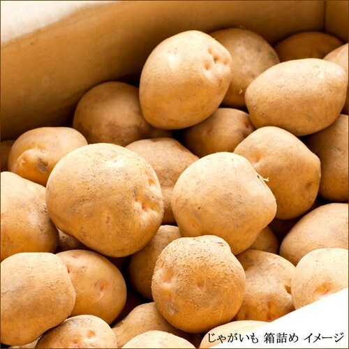 【出荷中】北海道産 新じゃが じゃがいも ご家庭用 インカのめざめ 5kg (訳あり/冷蔵便) 稀少 品薄 ジャガイモ 馬鈴薯 自宅用 家庭用 野菜 秋野菜 北海道 グルメ お取り寄せ_4