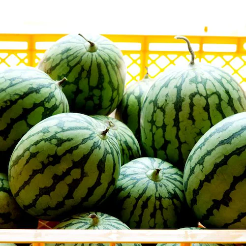 【出荷中】北海道産 小玉スイカ 2玉 (共撰/優品・秀品/サイズ:1玉 2〜3kg) 小玉すいか すいか スイカ ギフト 贈り物 北海道 お取り寄せ_6